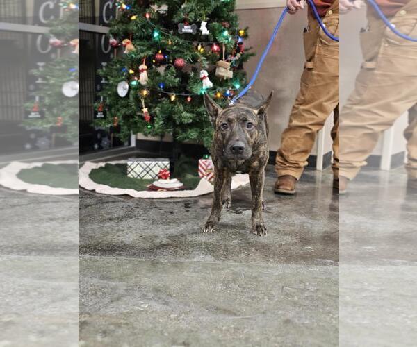 Medium Photo #3 Holland Shepherd-Unknown Mix Puppy For Sale in Rockwall, TX, USA