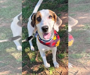 Mutt Dogs for adoption in Rustburg, VA, USA