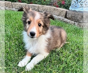 Shetland Sheepdog Puppy for sale in INDIANAPOLIS, IN, USA