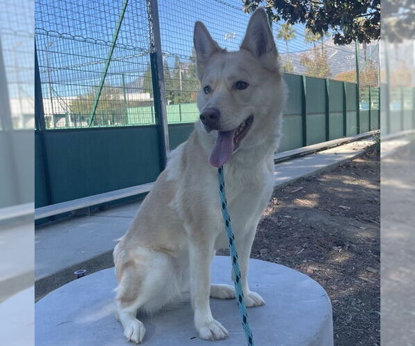 Medium Photo #5 Siberian Husky-Unknown Mix Puppy For Sale in Rancho Cucamonga, CA, USA