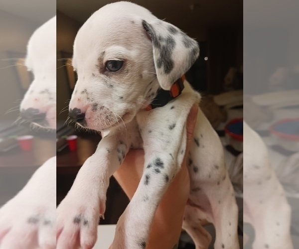 Medium Photo #4 Dalmatian Puppy For Sale in ROMEOVILLE, IL, USA