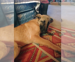 German Shepherd Dog Puppy for sale in JAY, OK, USA
