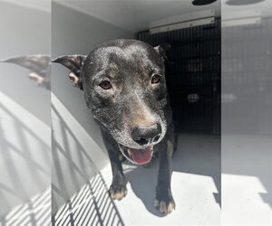 Labrador Retriever Dogs for adoption in Houston, TX, USA