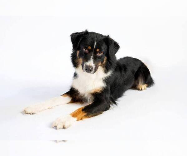 Medium Photo #3 Australian Shepherd Puppy For Sale in PLACERVILLE, CA, USA
