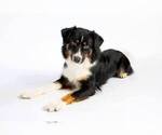 Small #2 Australian Shepherd