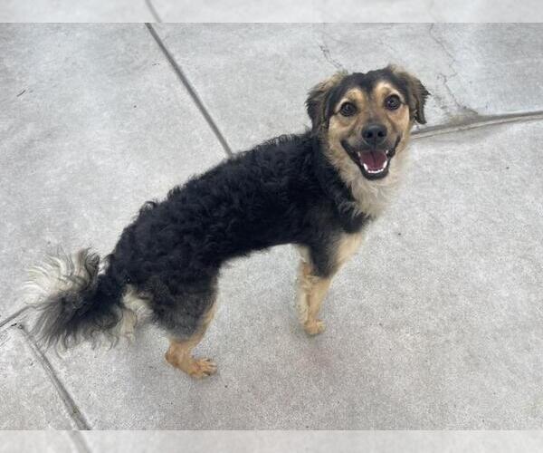 Medium Photo #1 Mutt Puppy For Sale in Martinez, CA, USA