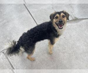 Mutt Dogs for adoption in Martinez, CA, USA