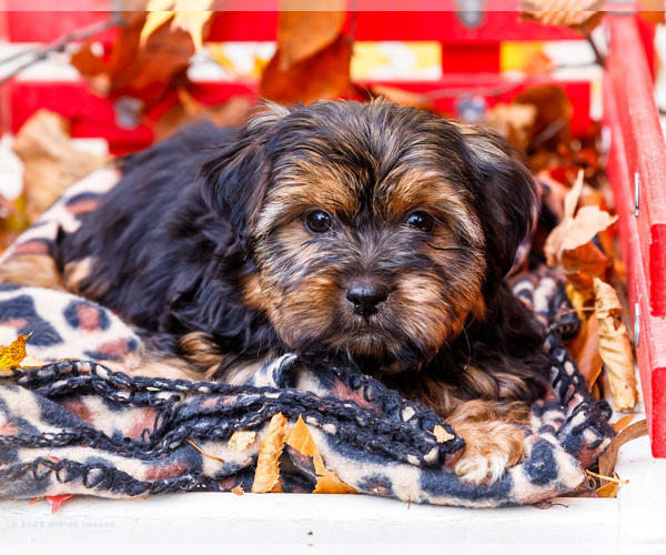 Medium Photo #57 Shorkie Tzu Puppy For Sale in WAKARUSA, IN, USA