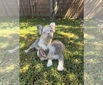 Small #6 French Bulldog