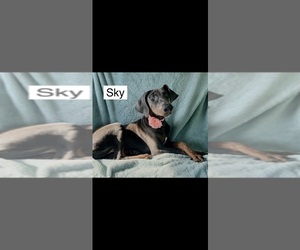 Doberman Pinscher Puppy for sale in POMEROY, OH, USA