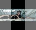 Small Doberman Pinscher