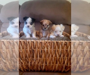 Morkie Puppy for sale in RICHMOND, KY, USA