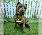 Small #3 Mastiff