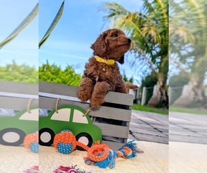 Goldendoodle (Miniature) Puppy for sale in MIAMI, FL, USA