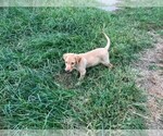 Puppy 4 Labrador Retriever