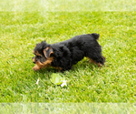 Small #7 Yorkshire Terrier