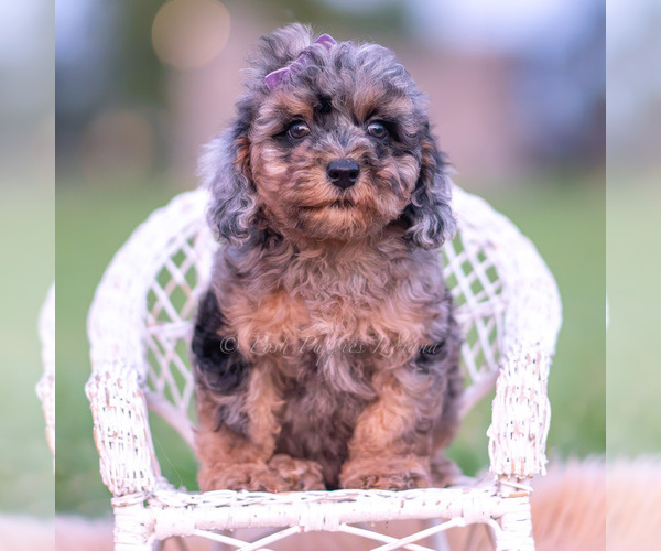 Medium Photo #28 Poodle (Toy) Puppy For Sale in WARSAW, IN, USA