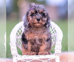 Small #1 Poodle (Toy)