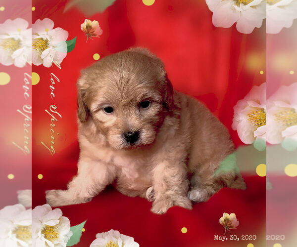 Medium Photo #2 Maltese-Maltipoo Mix Puppy For Sale in SAN FRANCISCO, CA, USA