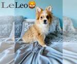 Small Photo #3 Pomeranian Puppy For Sale in COOKEVILLE, TN, USA