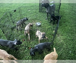 Cane Corso Litter for sale in FREDERICKSBURG, VA, USA