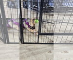 Small #4 German Shepherd Dog Mix