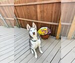 Small Photo #3 Siberian Husky Puppy For Sale in Carrollton, TX, USA