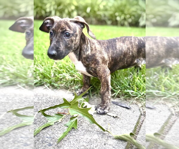 Medium Photo #2 Dachshund-Unknown Mix Puppy For Sale in Raleigh, NC, USA