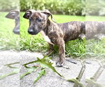 Small #1 Dachshund Mix