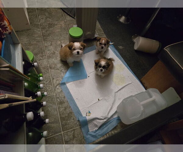 Medium Photo #1 ShiChi Puppy For Sale in POST FALLS, ID, USA