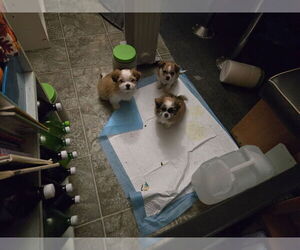 ShiChi Litter for sale in POST FALLS, ID, USA