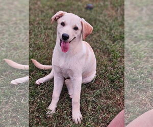 Labrador Retriever-Unknown Mix Dogs for adoption in Rockaway, NJ, USA