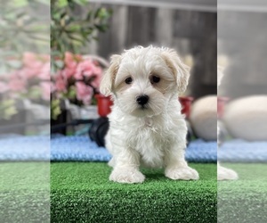 Coton de Tulear Puppy for sale in CANOGA, NY, USA