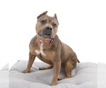 Small #114 American Staffordshire Terrier Mix