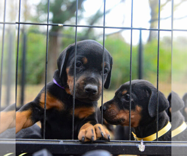 Medium Photo #35 Doberman Pinscher Puppy For Sale in FORT LAUDERDALE, FL, USA