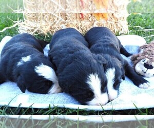 Bordernese Litter for sale in CARLISLE, KY, USA