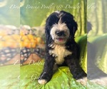 Image preview for Ad Listing. Nickname: Litter of 9