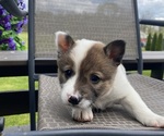 Small #1 Alaskan Husky-Border Collie Mix