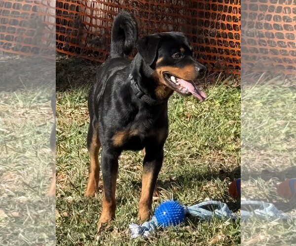 Medium Photo #4 Rottweiler Puppy For Sale in Mooresville, NC, USA