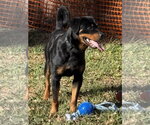 Small #3 Rottweiler