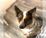 Small #7 Red Heeler Mix