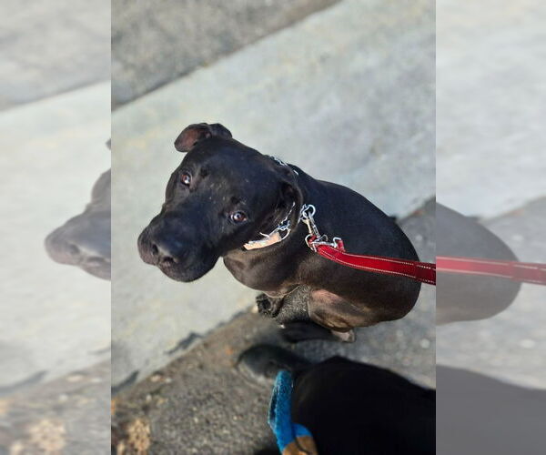 Medium Photo #7 American Staffordshire Terrier-Unknown Mix Puppy For Sale in Lake Forest, CA, USA