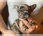 Small Photo #2 French Bulldog Puppy For Sale in HAMDEN, CT, USA