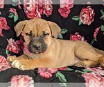 Small Photo #4 Boerboel Puppy For Sale in NOTTINGHAM, PA, USA