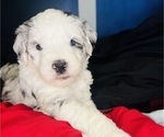 Small #4 Sheepadoodle