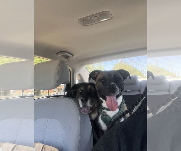 Medium Photo #37 Boxer-Unknown Mix Puppy For Sale in Holly Springs, NC, USA