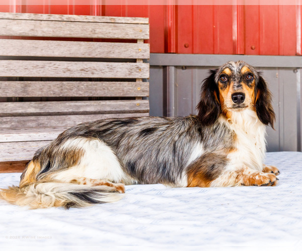 Medium Photo #1 Dachshund Puppy For Sale in WAKARUSA, IN, USA
