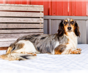 Father of the Dachshund puppies born on 07/07/2026