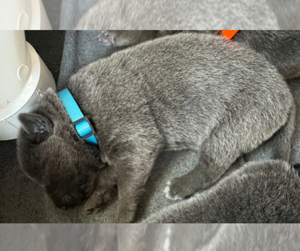 Medium Photo #2 German Shepherd Dog Puppy For Sale in RUCKERSVILLE, VA, USA