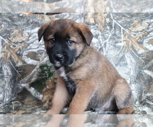 Akita-Unknown Mix Puppy for sale in SHILOH, OH, USA